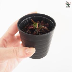 ハエトリソウ レッドピラニア 観葉植物 2号/...の詳細画像4
