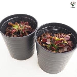 ハエトリソウ レッドピラニア 観葉植物 2号/...の詳細画像5