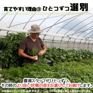 ITANSE ハーブ苗 おまかせハーブ 10....の詳細画像3