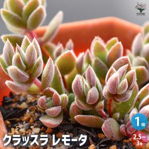 多肉植物 クラッスラの商品一覧 通販 Yahoo ショッピング