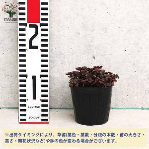 ITANSE セダム ドラゴンズブラッド 多肉...の詳細画像1