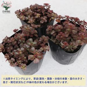 ITANSE セダム ドラゴンズブラッド 多肉...の詳細画像2