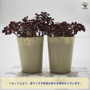 ITANSE セダム ドラゴンズブラッド 多肉...の詳細画像5