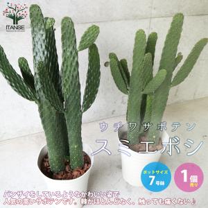 アガベ・ベネズエラ 7号 : 日本ライン花木センターYahoo!ショップ