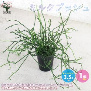 ITANSE ミルクブッシュ 多肉植物 3.5号ポット苗 1個売り インテリア オブジェ 新生活 プレゼント 贈答 送料無料 イタンセ公式｜野菜苗・植物・青果物販売のITANSE