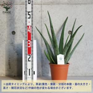 ITANSE アロエ・ベラ ハーブの苗 多肉植...の詳細画像1
