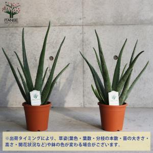 ITANSE アロエ・ベラ ハーブの苗 多肉植...の詳細画像2
