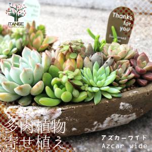 ITANSE 多肉植物 寄せ植え アズカーワイド(楕円の鉢／高さ約20cm×幅約25cm×奥行約12cm) 1個売り インテリア プレゼント 送料無料 イタンセ公式