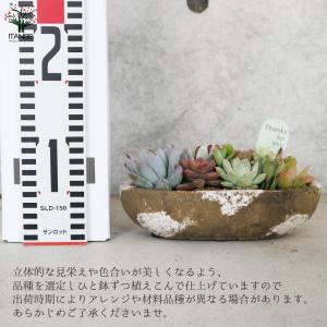 ITANSE 多肉植物 寄せ植え アズカーワイ...の詳細画像1