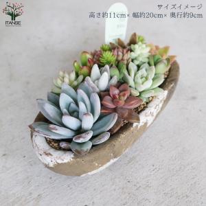 ITANSE 多肉植物 寄せ植え アズカーワイ...の詳細画像2