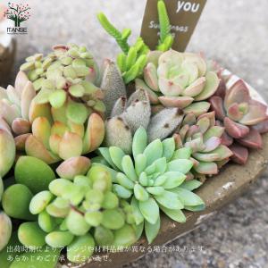 ITANSE 多肉植物 寄せ植え アズカーワイ...の詳細画像3