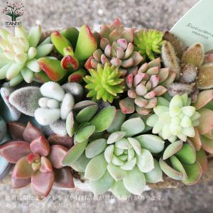 ITANSE 多肉植物 寄せ植え アズカーワイ...の詳細画像4