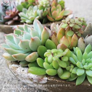 ITANSE 多肉植物 寄せ植え アズカーワイ...の詳細画像5