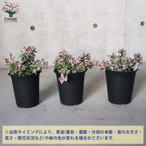 ITANSE ポーチュラカリア・桃子の舞(もも...の詳細画像2