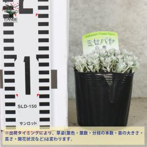 ITANSE ミセバヤ 白雪(白雪ミセバヤ) ...の詳細画像1