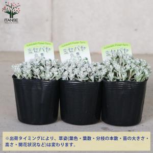 ITANSE ミセバヤ 白雪(白雪ミセバヤ) ...の詳細画像2