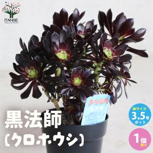 日本花キ流通 caツルビニカルプス グラキリス 0918-13 2.5号鉢