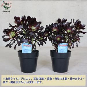 ITANSE 黒法師 (クロホウシ) 多肉植物...の詳細画像2