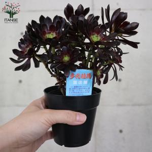 ITANSE 黒法師 (クロホウシ) 多肉植物...の詳細画像3