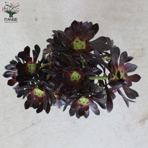 ITANSE 黒法師 (クロホウシ) 多肉植物...の詳細画像4