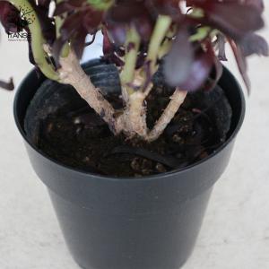 ITANSE 黒法師 (クロホウシ) 多肉植物...の詳細画像5