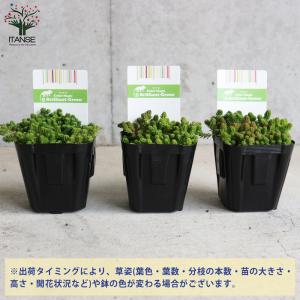ITANSE セダム ・サクサグラレ グランド...の詳細画像2