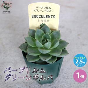 多肉植物 yukエケベリア チワワエンシスYecora×ザラゴーサspノバ 優木