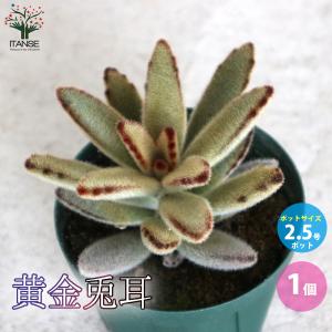 多肉植物 yukエケベリア lilacina×ザラゴーサspノバ TypeA 優木園さん
