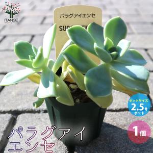 多肉植物 yukエケベリア lilacina×ザラゴーサspノバ TypeA 優木園さん