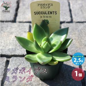 アエオニウム 甜(てん)茶錦 多肉植物 3.5号ポット/1個売り 寄せ植え
