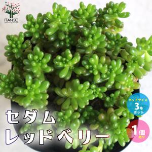 セダム 雫玉 多肉植物 2号/お買い得9個セット グランドカバー 観葉植物