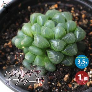 チャーム（charm） （多肉植物）ハオルチア 氷砂糖 2．5〜3号（1鉢