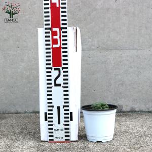 ITANSE ハオルチア・オブツーサ 多肉植物...の詳細画像1