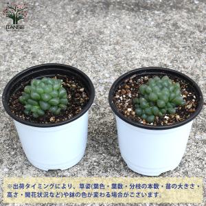 ITANSE ハオルチア・オブツーサ 多肉植物...の詳細画像2
