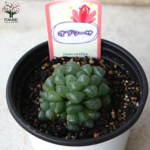 ITANSE ハオルチア・オブツーサ 多肉植物...の詳細画像4