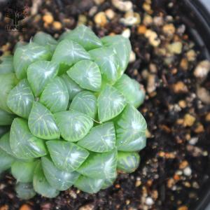 ITANSE ハオルチア・オブツーサ 多肉植物...の詳細画像5