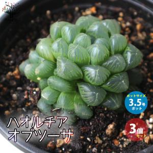 多肉植物：ハオルチア ニグラ No.12*幅3.5cm : 遊恵盆栽 Yahoo!店