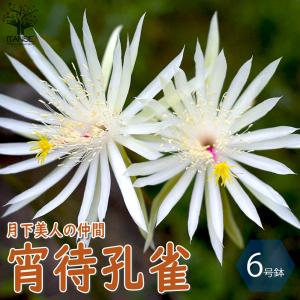 孔雀サボテン ホワイトマジック 白花 5号鉢 多肉植物 充実株 250610
