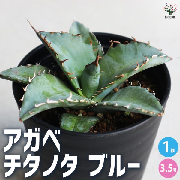 ITANSE アガベ チタノタ・ブルー 多肉植物 3.5号鉢/1個売り リビング オフィス 事務所 ...