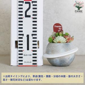 多肉寄せ植え プラネット 多肉植物 グレー/1...の詳細画像1