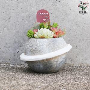 多肉寄せ植え プラネット 多肉植物 グレー/1...の詳細画像2