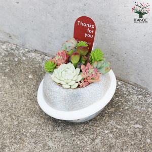 多肉寄せ植え プラネット 多肉植物 グレー/1...の詳細画像3