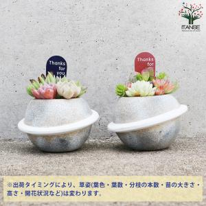 多肉寄せ植え プラネット 多肉植物 グレー/1...の詳細画像4