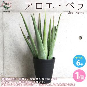 チャーム（charm） （多肉植物）アロエ ベラ 6号（1鉢） : チャーム