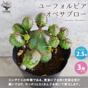 多肉植物：プセウドリトス クビフォルミス*幅6cm 現品！一品限り