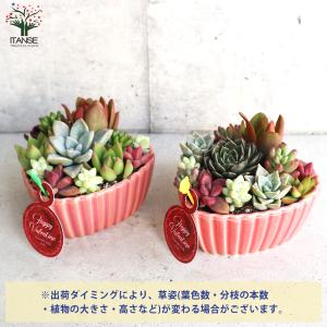 ITANSE 多肉植物 寄せ植え 多肉植物 ハ...の詳細画像5