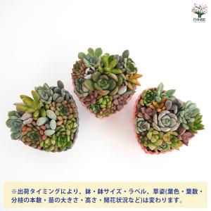 ITANSE 多肉植物 寄せ植え 多肉植物 ハ...の詳細画像2
