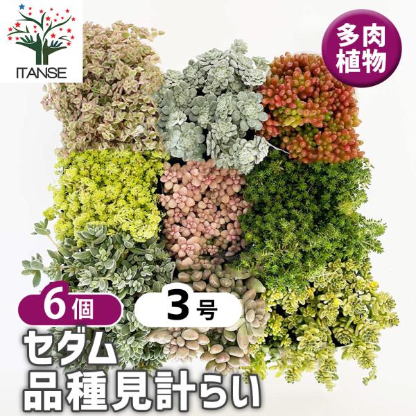 ITANSE セダム 品種見計い 多肉植物 3号ポット/お買い得6個セット グランドカバー 観葉植物...