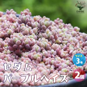 ITANSE セダム パープルヘイズ 多肉植物 2.5〜3号ポット/お買い得2個セット グランドカバー 観葉植物 リビング オフィス イタンセ公式
