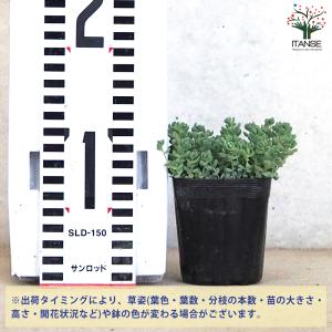 ITANSE セダム パープルヘイズ 多肉植物...の詳細画像1